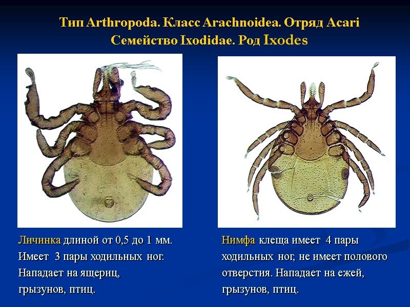 Тип Arthropoda. Класс Arachnoidea. Отряд Аcari  Семейство Ixodidae. Род Ixodes Личинка длиной от